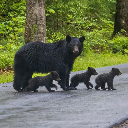 Heavenly Bear, Hot Tub, 1089 Of Free Attraction Tickets For Each Paid Day, Dollywood And More Sevierville Exterior foto