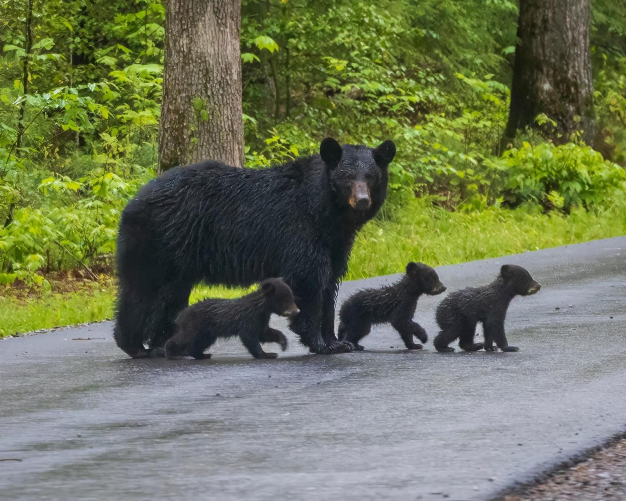 Heavenly Bear, Hot Tub, 1089 Of Free Attraction Tickets For Each Paid Day, Dollywood And More Sevierville Exterior foto